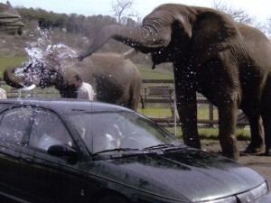 elephant_car_wash